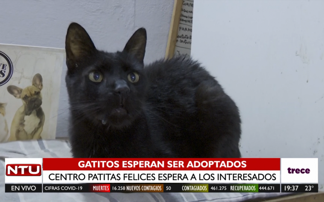 Alrededor de 150 gatitos esperan el amor de una familia