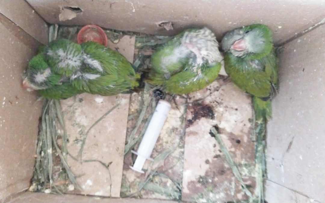 Cotorritas estaban siendo comercializadas fueron rescatadas por el Mades