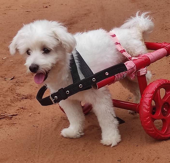 Perritos y gatitos con discapacidad necesitan ayuda