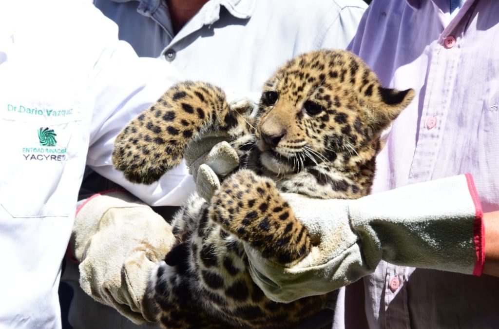 Dos cachorros de yaguareté nacieron en refugio de Yacyretá