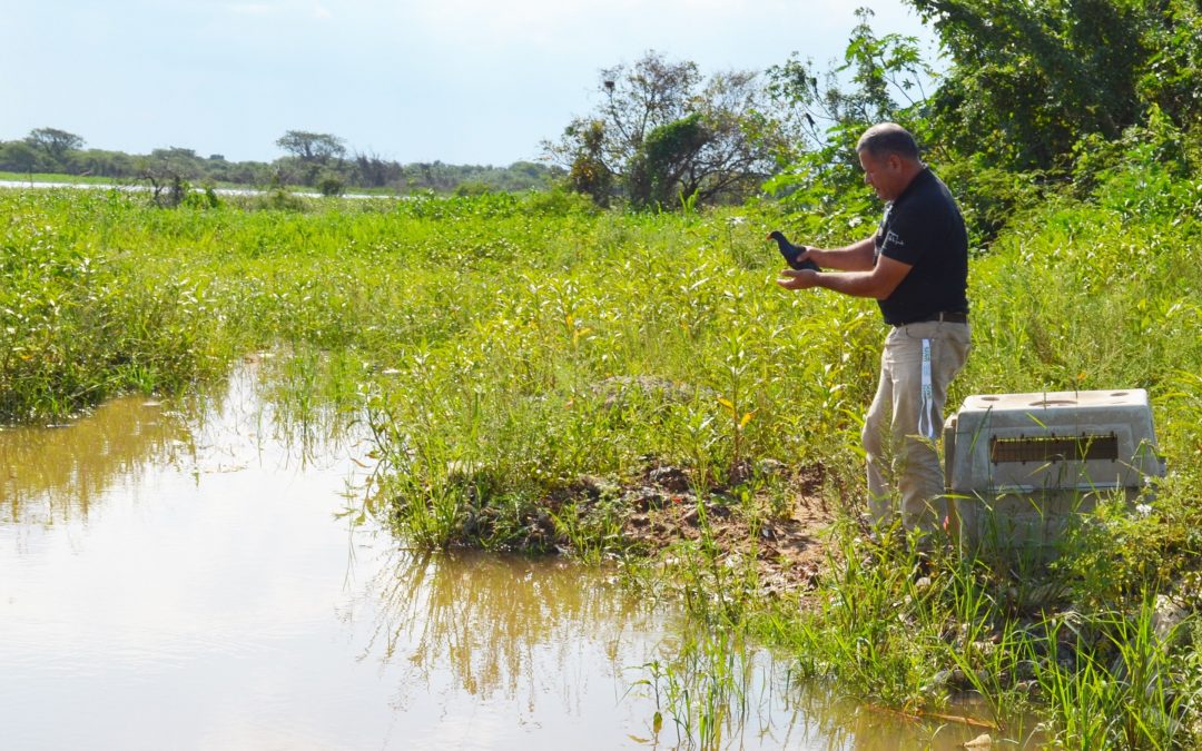 Brindan recomendaciones en caso de encontrar aves acuáticas en zonas urbanas