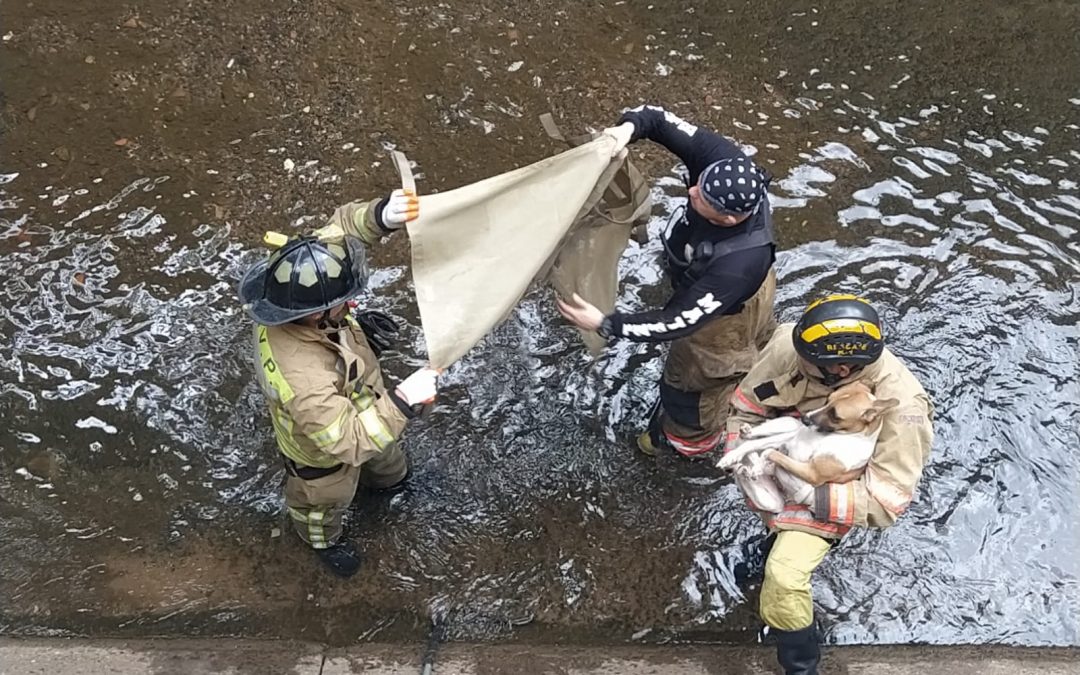 Rescatan a dos perritos arrojados al canal de Madame Lynch antes de la lluvia