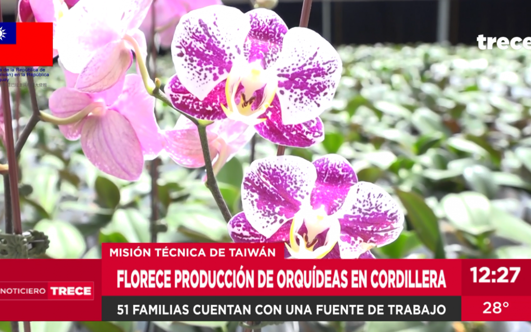 Con apoyo de Taiwán, familias generan ingresos con la producción de orquídeas