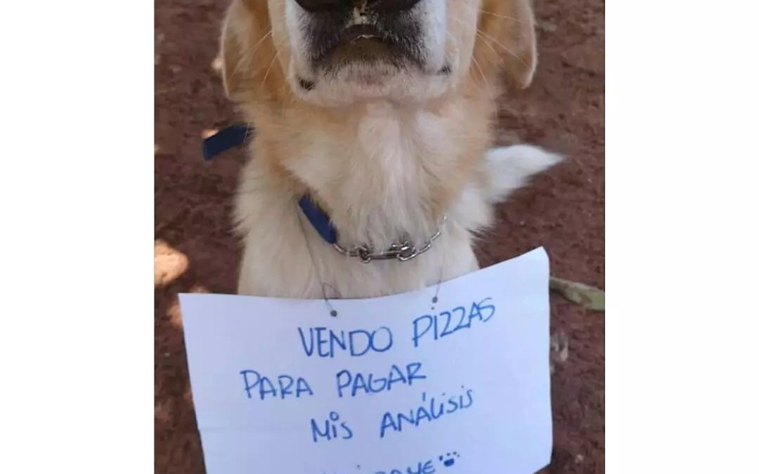 ¡Pizzeada solidaria para ayudar a mascotas enfermas!