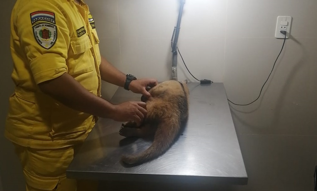 Criminal: machetearon a un oso melero en San Antonio