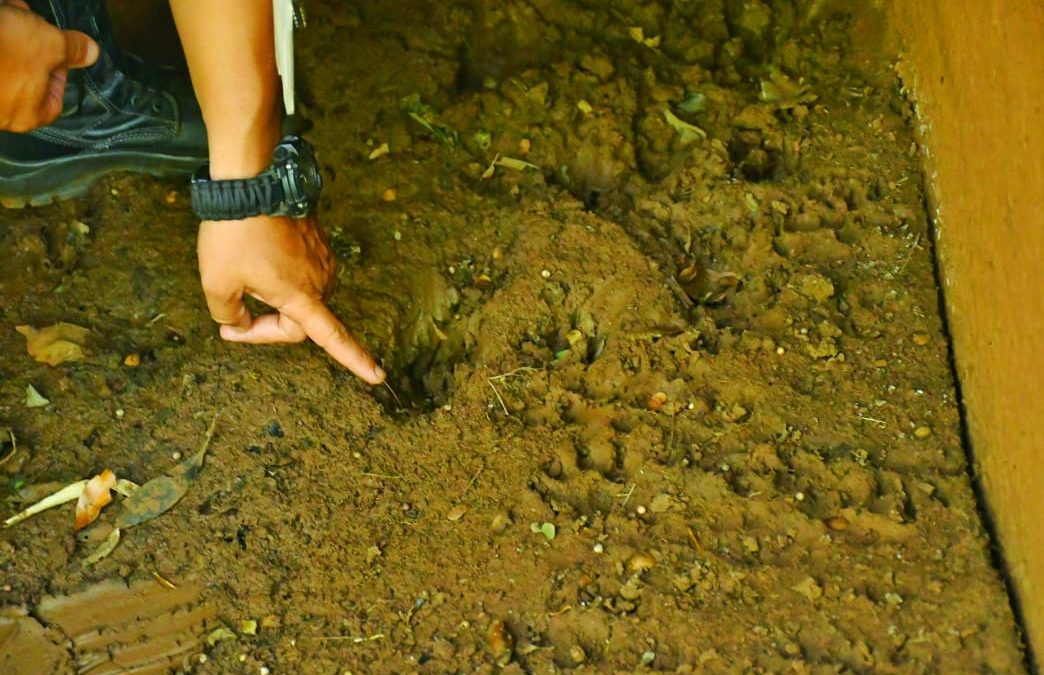 Personal de áreas protegidas realiza monitoreo de pumas en predio de Itaipú