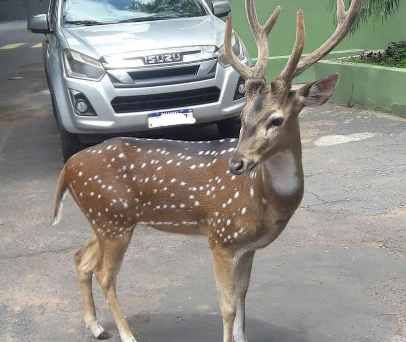 Mburuvicha Róga: Tras ataque de venado, militar pierde la vida