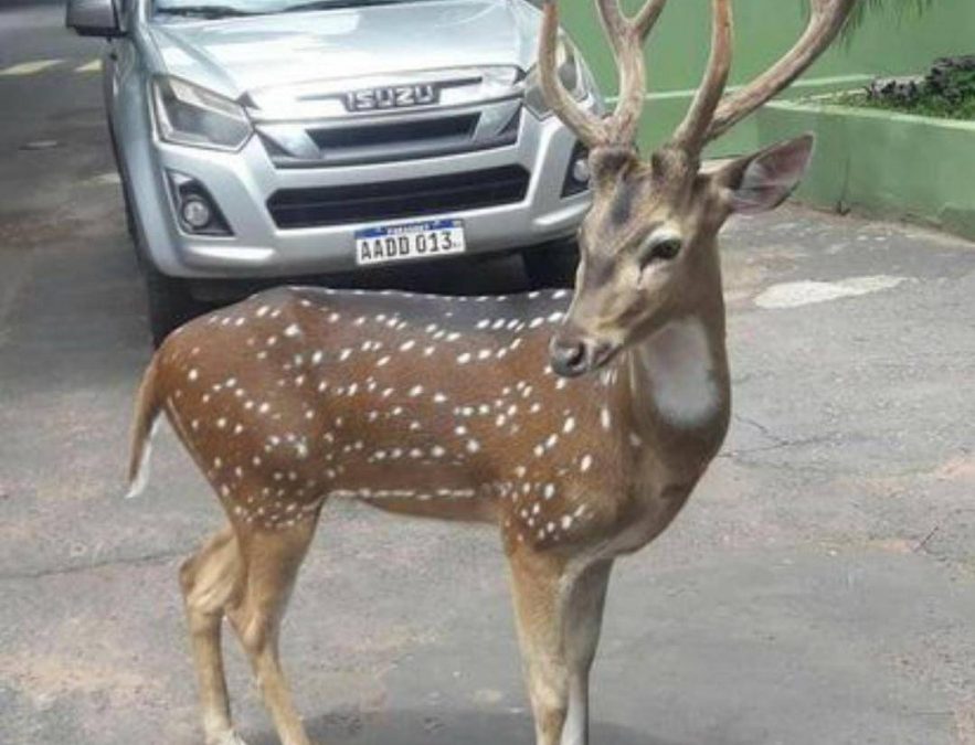 Venado fue trasladado al zoológico tras muerte de militar en Mburuvicha Róga