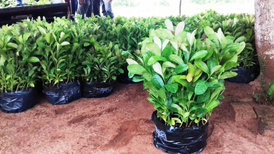 Promueven comercio de yerba mate con países árabes