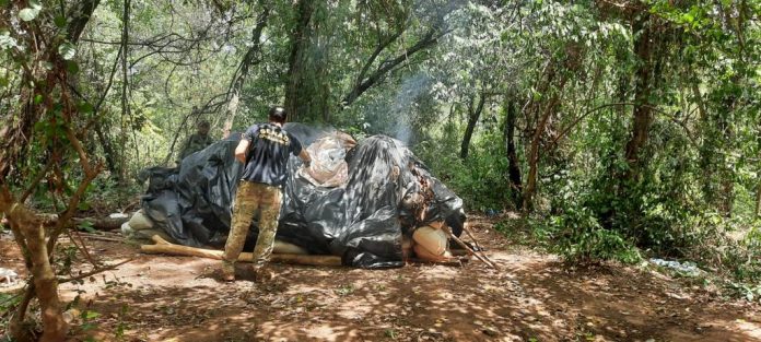 SENAD: un hombre fue detenido en operativo y toneladas de droga fueron destruidas
