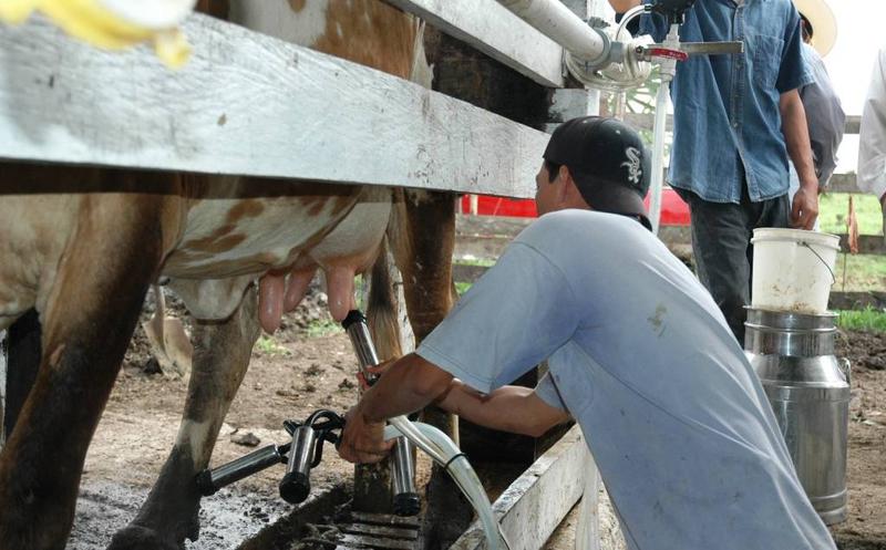 Capainlac: no subirán precio de lácteos, pese a año complicado