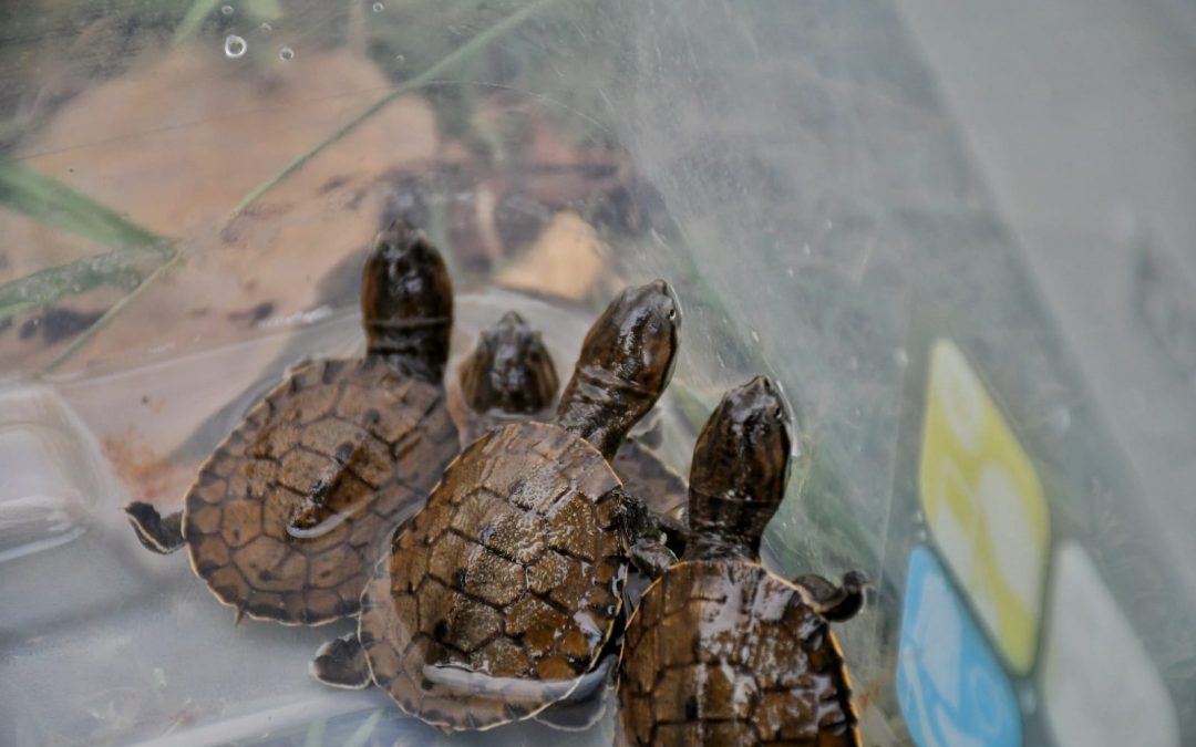 10 tortugas de agua en peligro de extinción nacieron en Itaipú