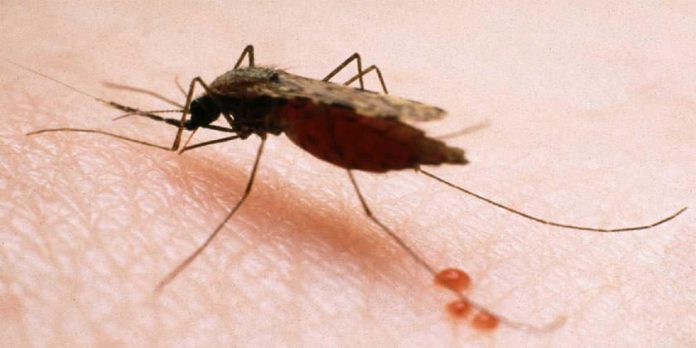 A fin de evitar la reintroducción de malaria en el país, Salud fortalece sistema de alerta
