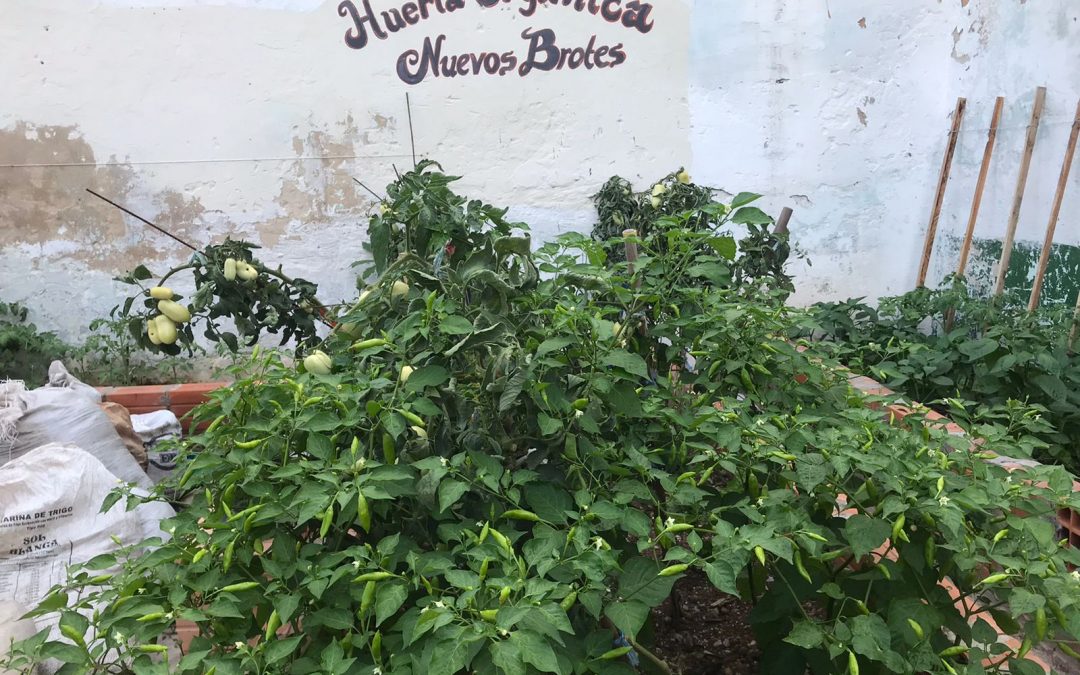 En Tacumbú, un interno hizo una huerta y cultiva alimentos para el penal