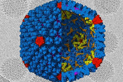 Hepatitis aguda en niños, con causa desconocida, sigue siendo investigada dice OMS