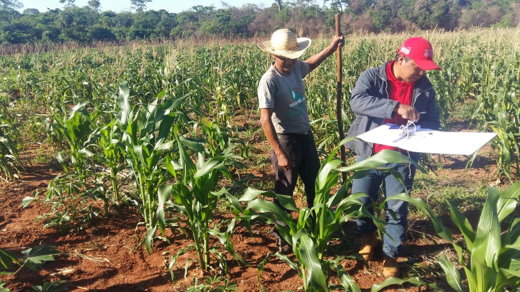 UGP espera buena producción de maíz, pese a bajas temperaturas