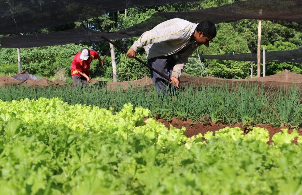 FAO alega que producción de alimentos en el país no determina que familias accedan a ello