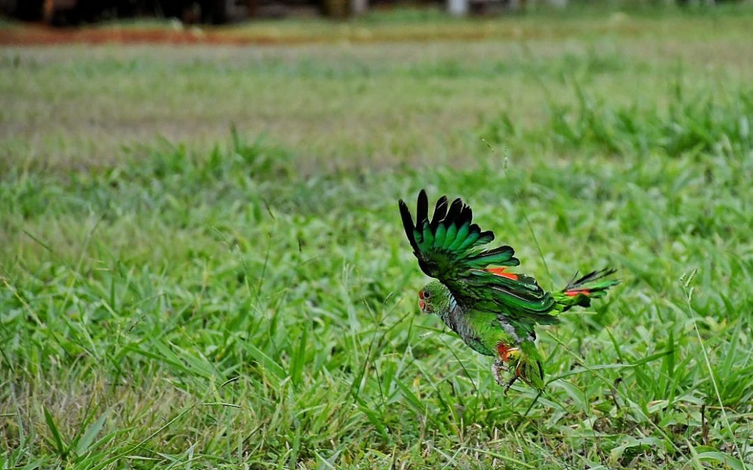 Itaipú celebra el Día Internacional del Loro con liberación de uno en peligro de extinción