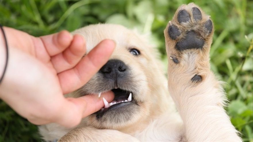 Por qué los humanos han convertido a los perros en parte de sus familias, según la ciencia
