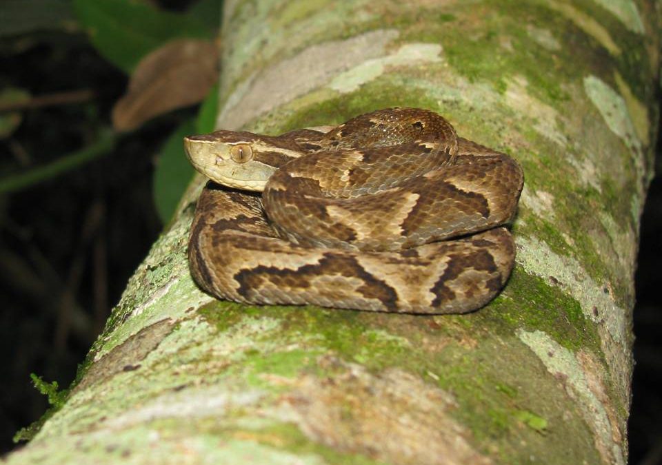 Reportan que bebé mordida por yarará está estable