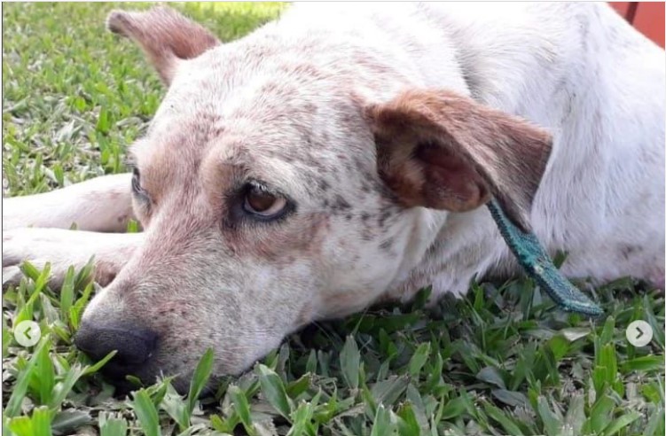 Indignante: hombre habría matado a balazos al perro de su vecina