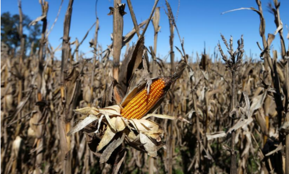 Ola de frío amenaza a la producción de maíz