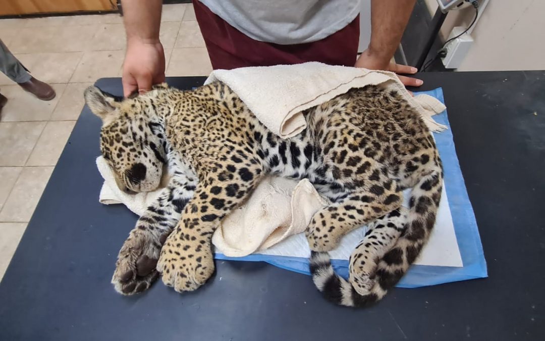Cachorro de jaguareté que habría sido atropellado en el Chaco está grave