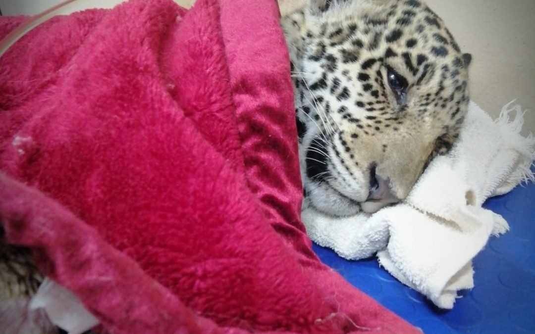 Cachorro de yaguareté arrollado sigue muy débil, reportan