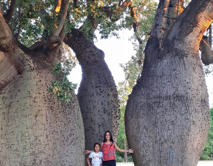 Más de 200 árboles fueron inscriptos a “Colosos de la Tierra”