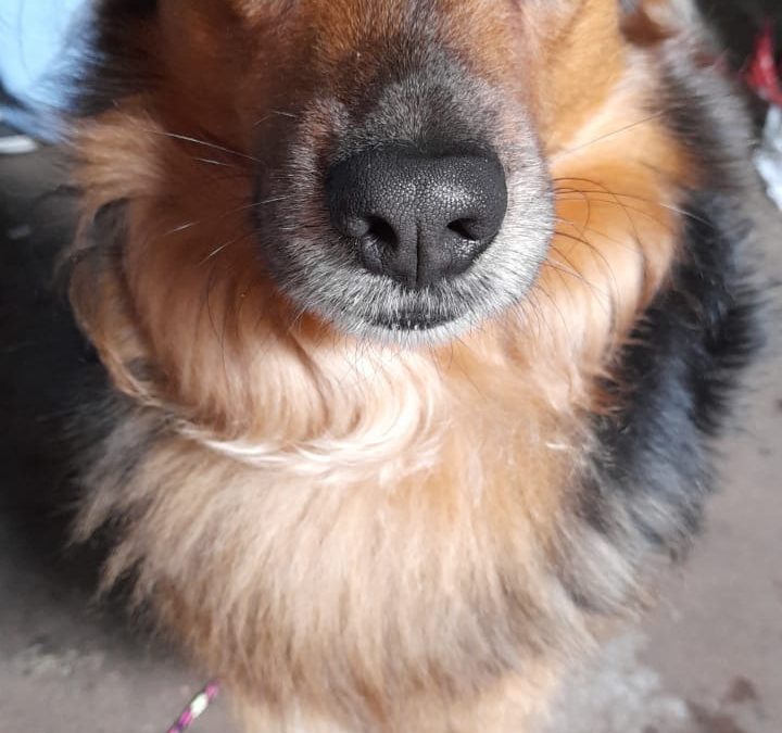 Día Mundial del Perro: valorar y cuidar al mejor amigo del hombre