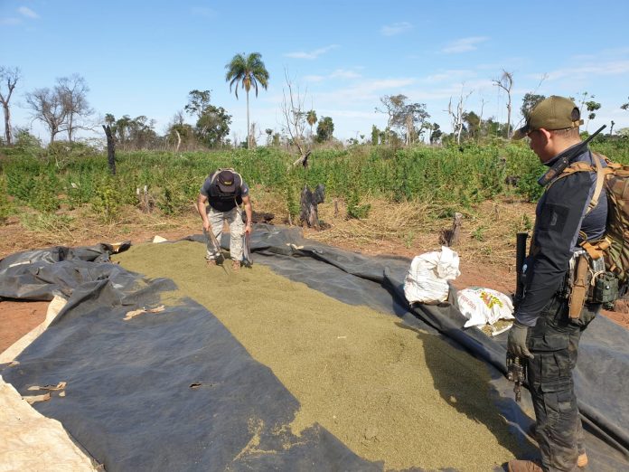 Senad eliminó toneladas de marihuana en campamento de Alto Paraná