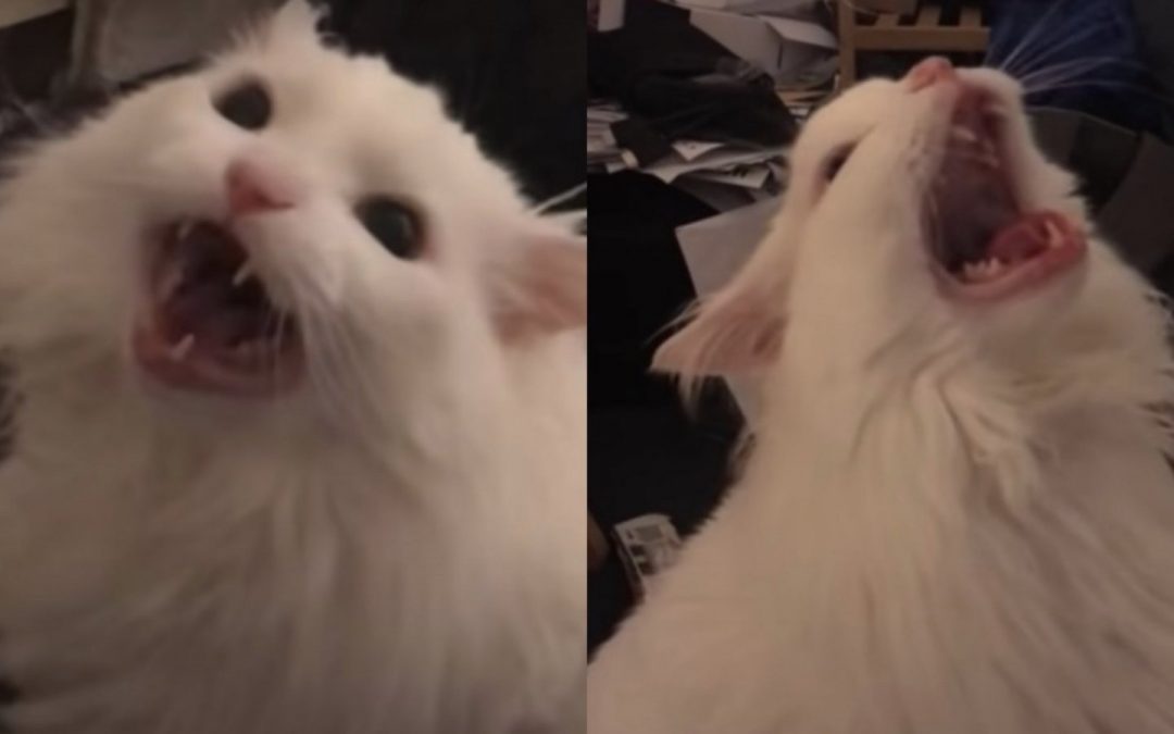 Falleció “Thurston Waffles”, el gatito más viral de las redes sociales