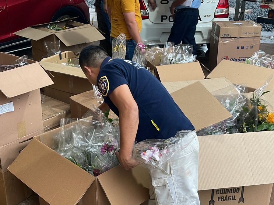 Encuentran rifle oculto en cargamento ilegal de orquídeas