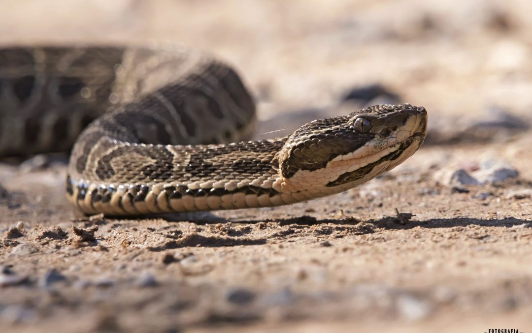 Niño que  sufrió mordedura de serpiente murió este jueves