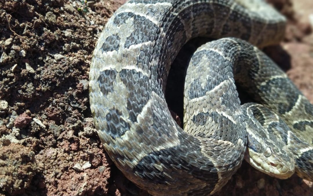 Mordedura de serpiente: Esto es lo que tenés que hacer
