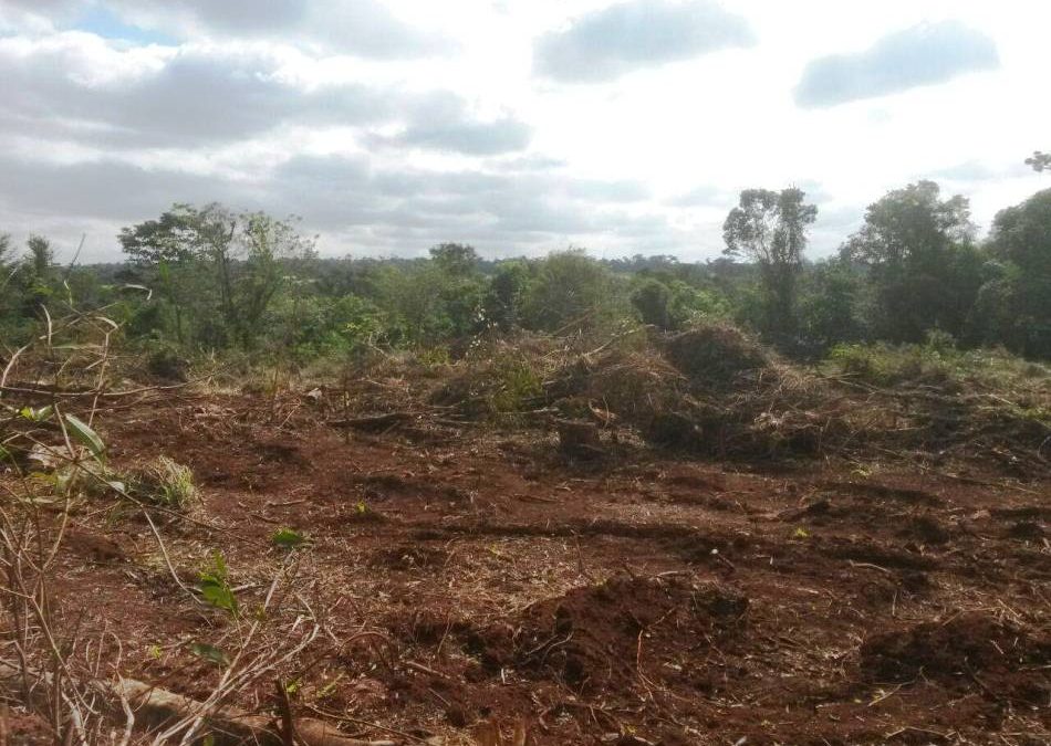 “No están solos”: Serie sobre secuelas de la deforestación en el Chaco se estrena este lunes