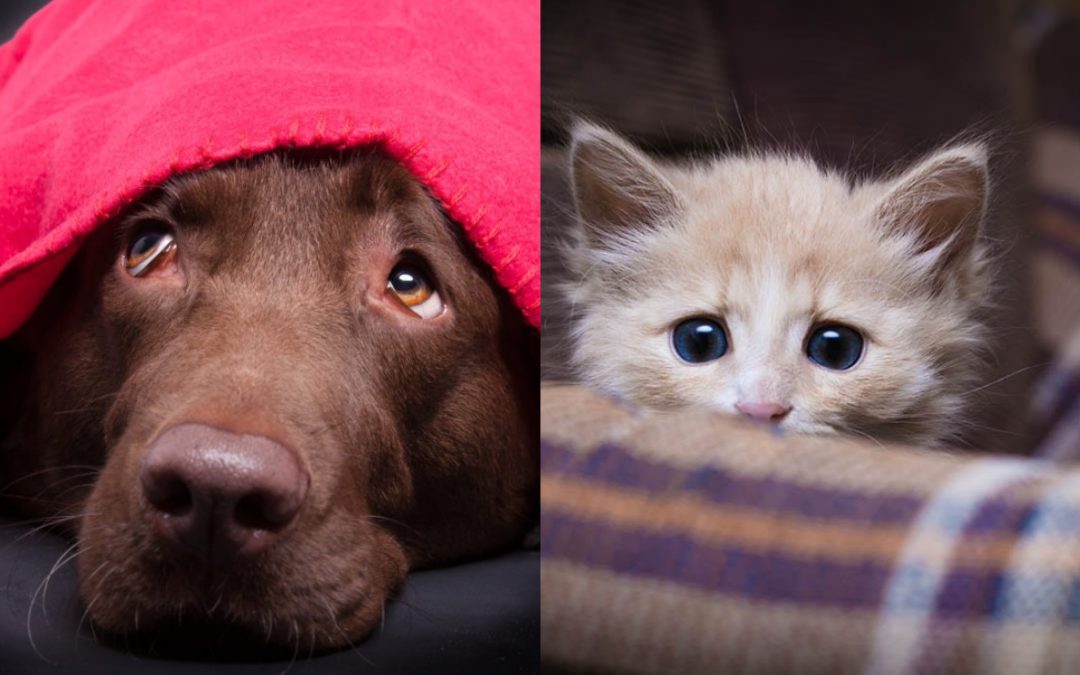 ¡Recomendaciones para proteger a tu mascota durante las fiestas!