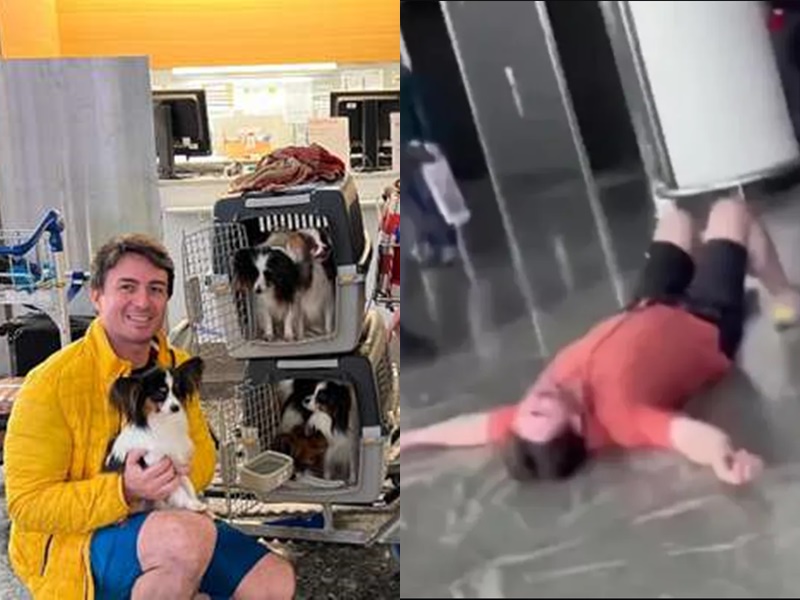 Enviaron a sus perros a otro país, pero después de un día se volvieron a encontrar