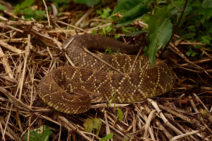 Preocupantes casos de mordeduras de serpientes