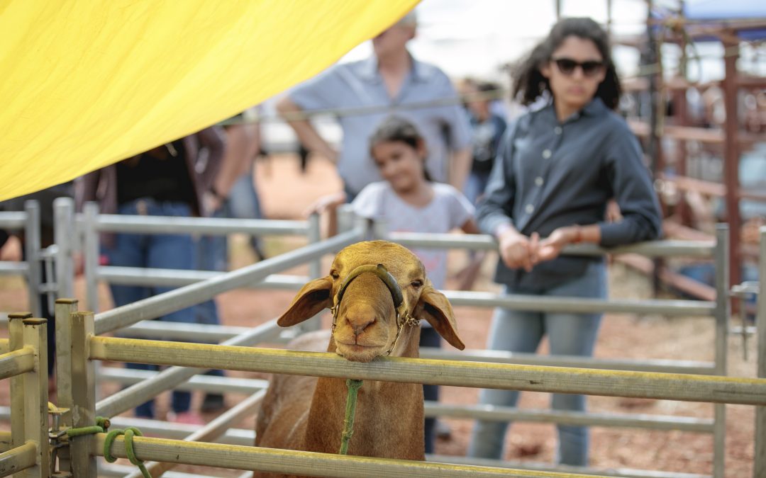 Innovar acercará la vanguardia en leche, carne vacuna y producción ovina