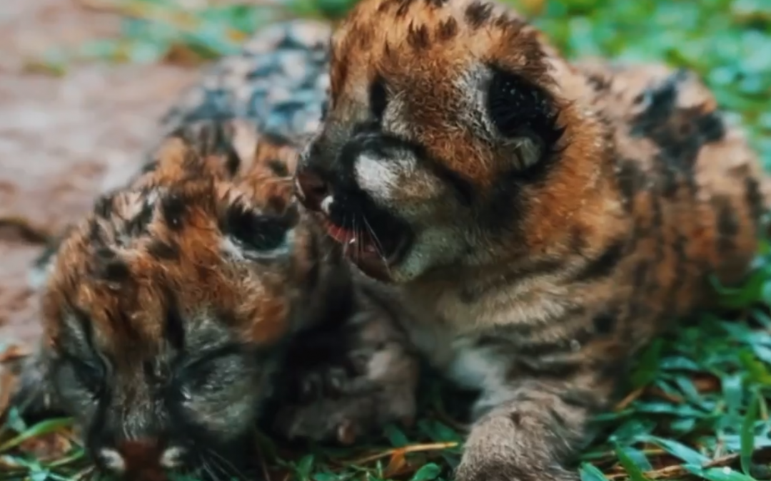 Buena noticia: nacen dos pumas en refugio de San Bernardino