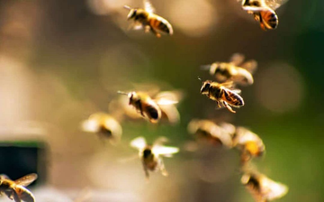 ¡Trágedia en Luque! Hombre fue atacado por enjambre de abejas y falleció