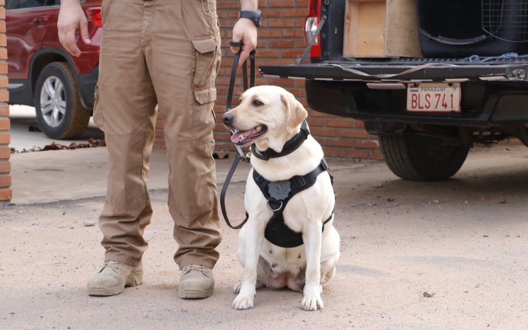 Incautan droga oculta en paquetes de comida para mascotas proveniente de Austria y Londres