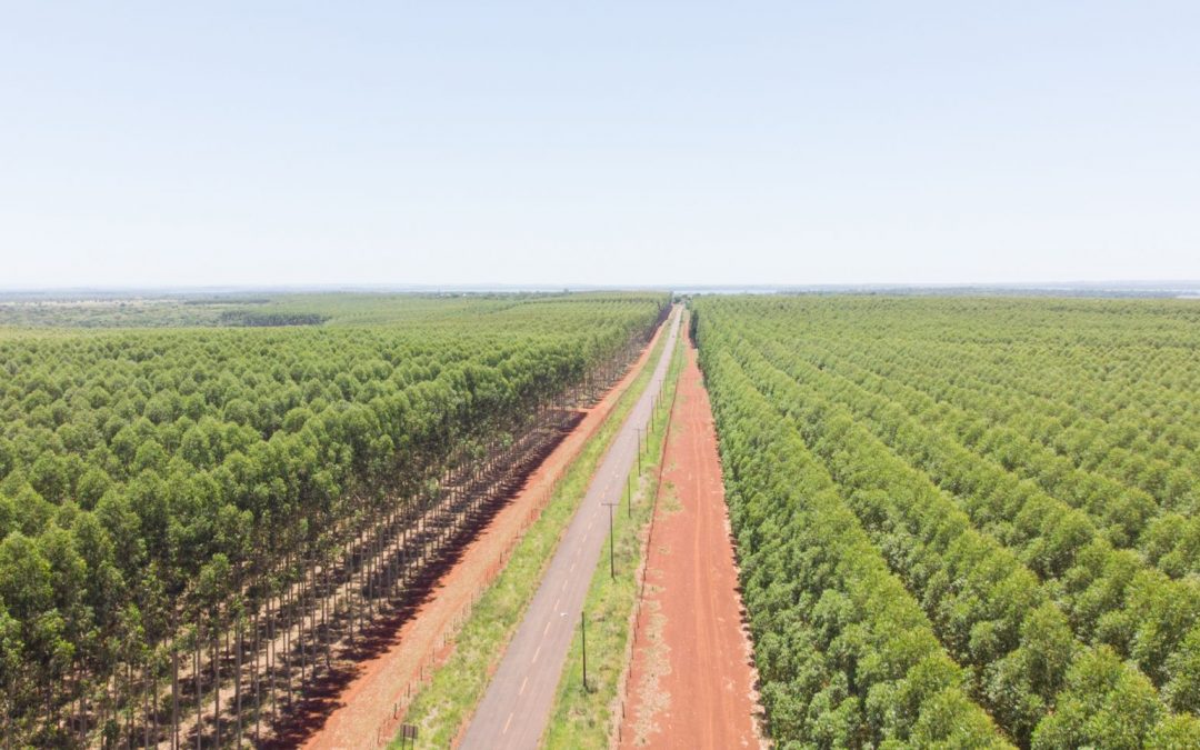 Proyecto forestal tiene como meta reforestar 120.000 hectáreas anuales
