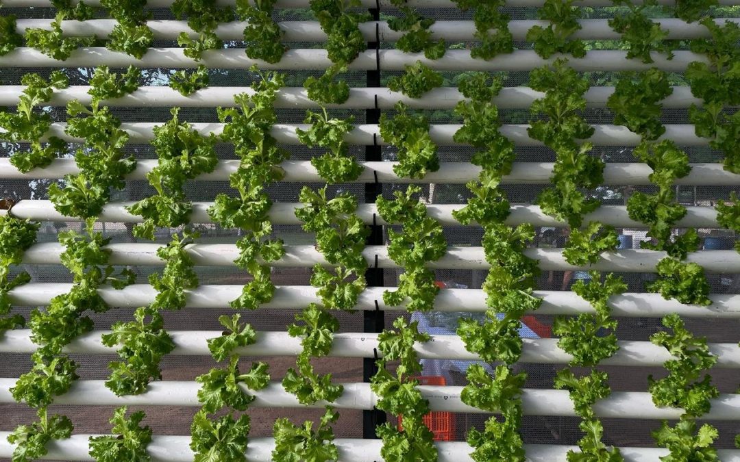 Internos de Tacumbú cultivan lechugas hidropónicas y las comercializan