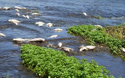 MADES investiga mortandad de peces en Arroyo Ytay