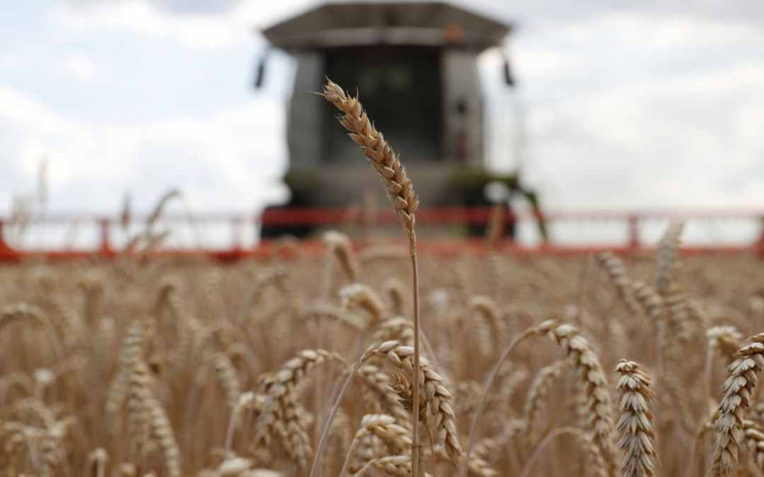 Registran aumento del 100% los envíos de trigo a principios del 2024