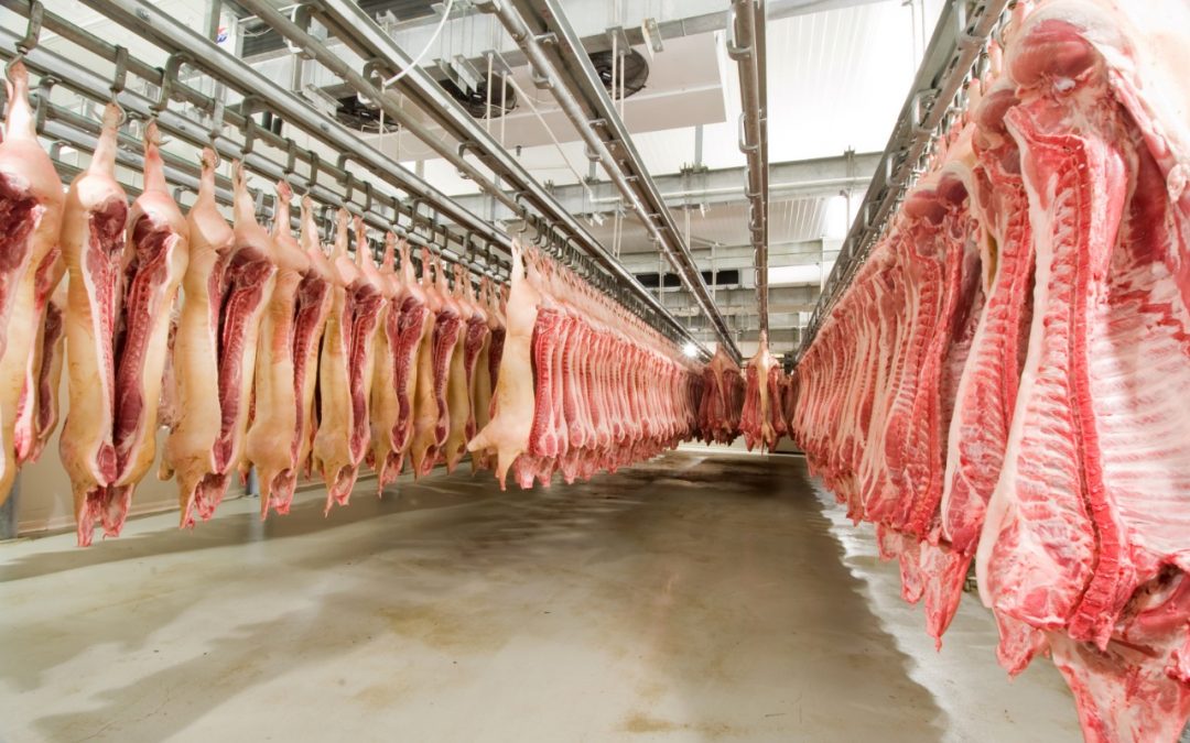 Carne porcina paraguaya a Chile: Trabajan para cumplir con exigencias del mercado