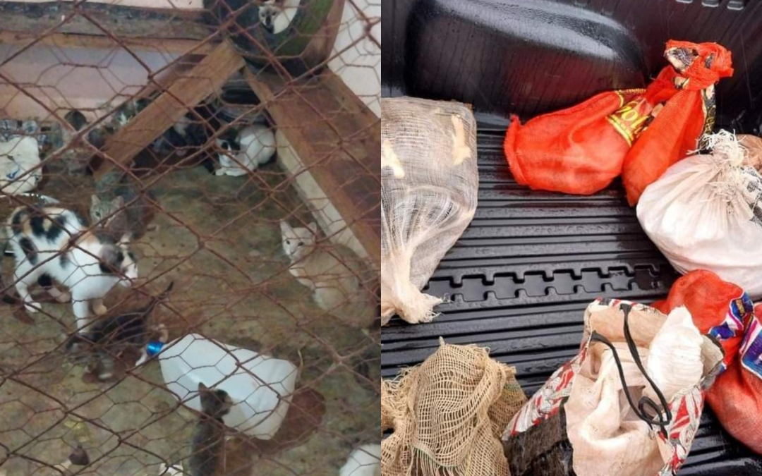 Rescatan a gatos maltratados detrás de la Penitenciaría de Pedro J. Caballero