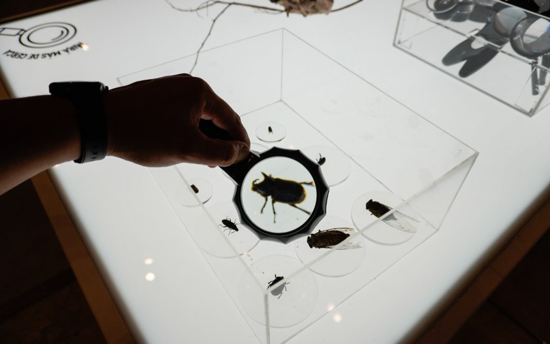 “Chake Bicho”: ¡Descubre el mundo de la entomología en nueva exhibición de MuCi!